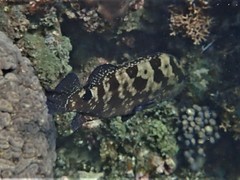 Epinephelus polyphekadion