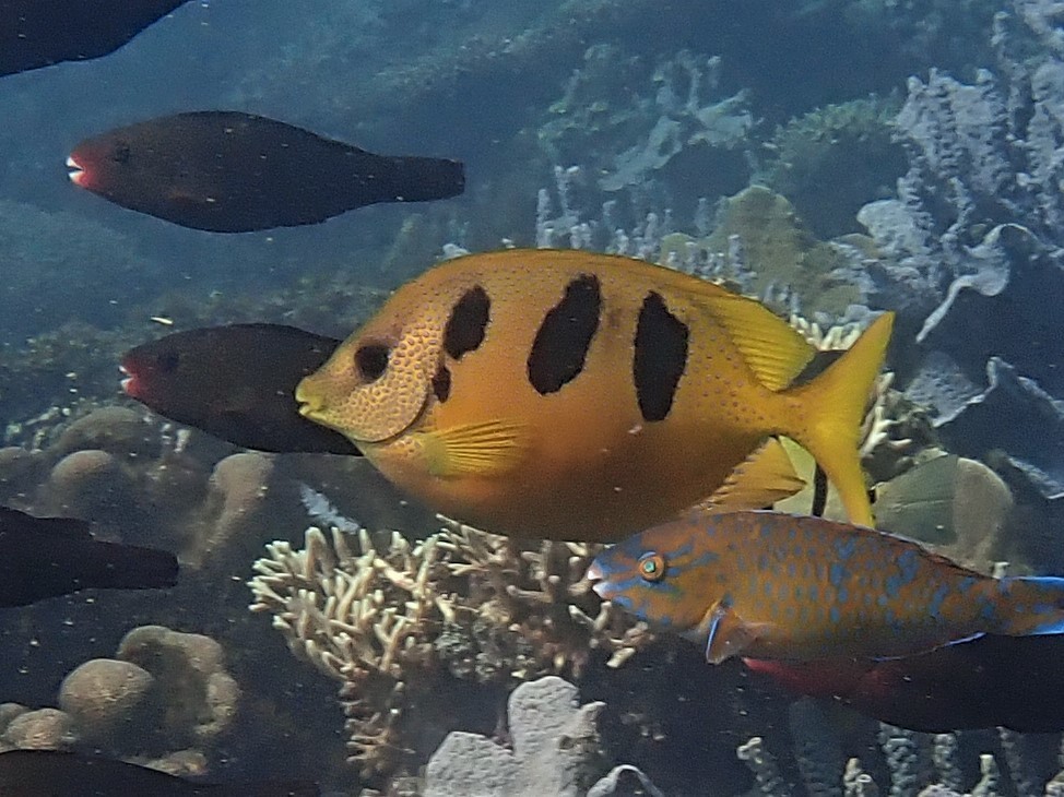 Threeblotch rabbitfish (Siganus trispilos) — Siganidae