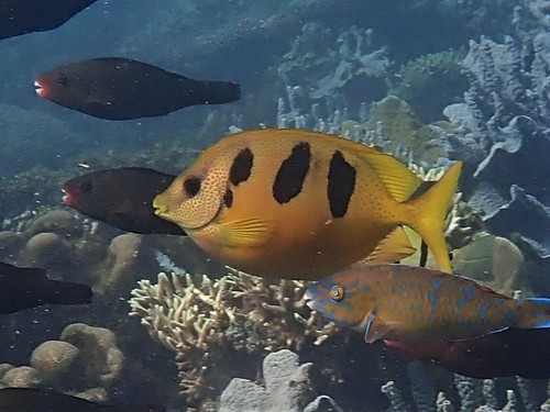 Threeblotch rabbitfish (Siganus trispilos) — Siganidae