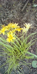 Gagea lutea