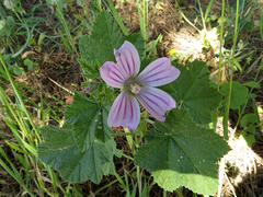 Malva