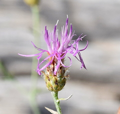 Centaurea grisebachii