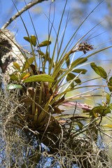 Tillandsia bartramii