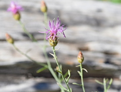 Centaurea grisebachii