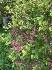 Syringa meyeri