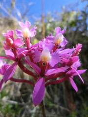 Epidendrum secundum