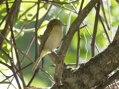 Pachysylvia aurantiifrons