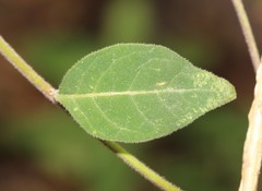 Cestrum roseum
