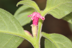 Cestrum roseum