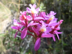 Epidendrum secundum