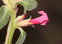Cestrum roseum