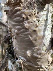 Phellinus betulinus