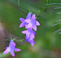 Campanula spatulata