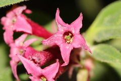 Cestrum roseum
