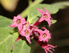 Cestrum roseum