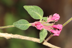 Cestrum roseum
