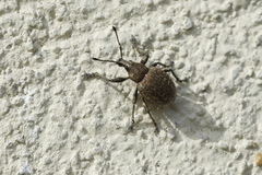 Liophloeus lentus