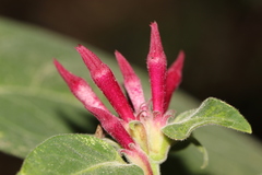 Cestrum roseum