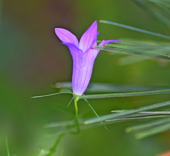 Campanula spatulata