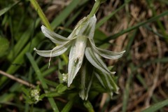 Ornithogalum boucheanum