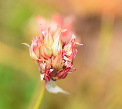 Allium heldreichii