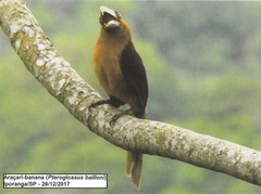 Pteroglossus bailloni