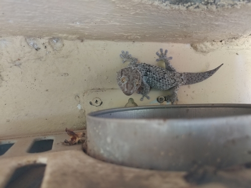 Chondrodactylus turneri
