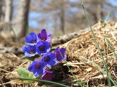 Pulmonaria australis
