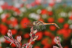 Sympetrum striolatum