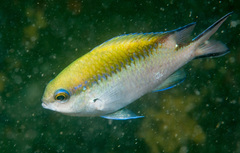 Chromis nitida