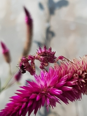 Pseudocreobotra wahlbergi