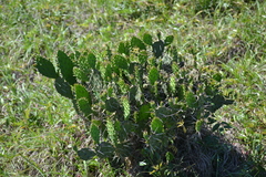 Opuntia austrina