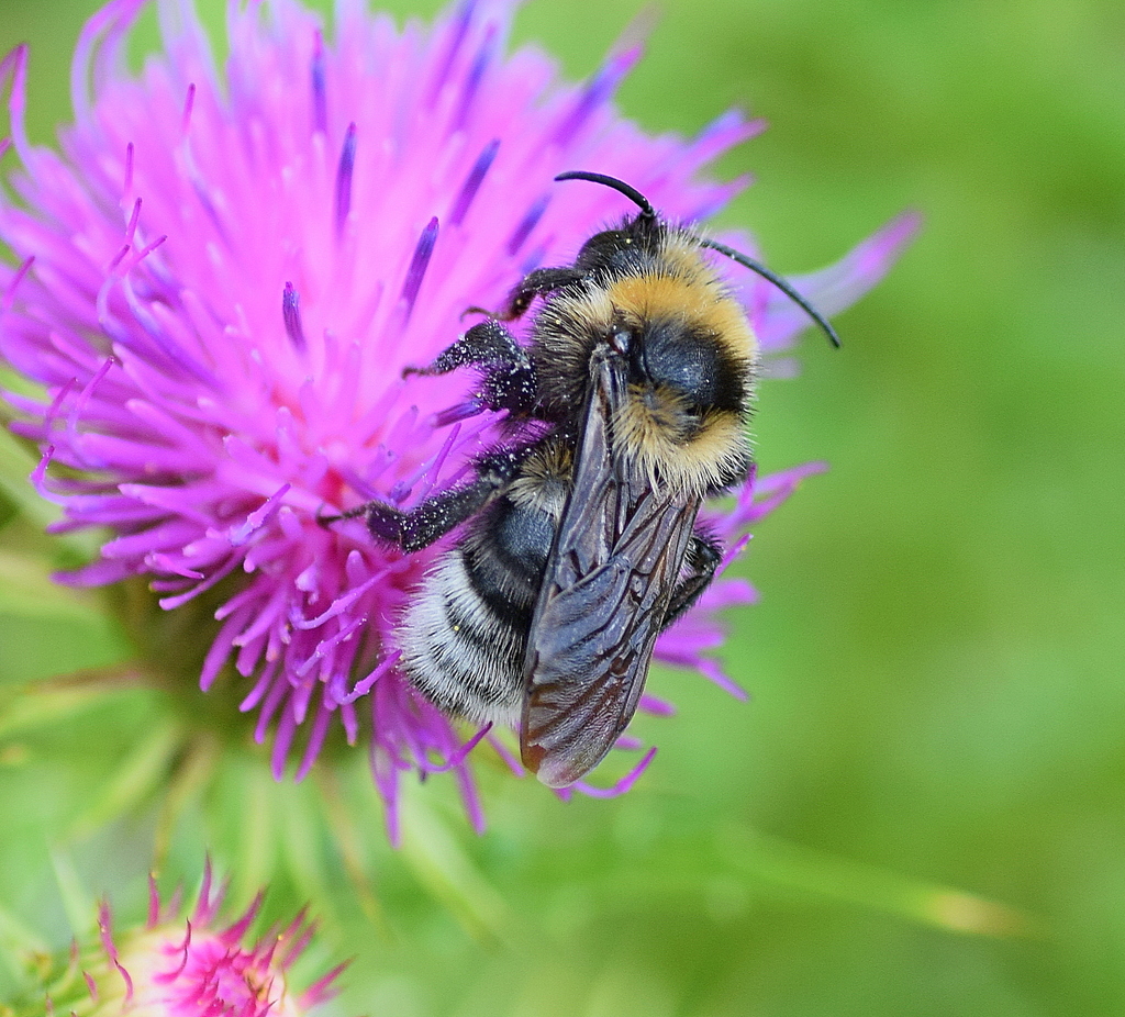 Barbut's Cuckoo Bee
