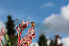 Sympetrum striolatum