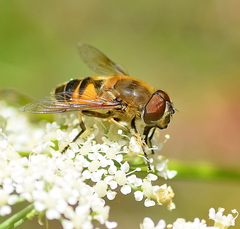 Eristalis horticola