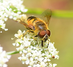 Eristalis horticola