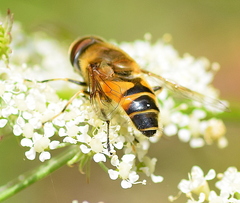 Eristalis horticola