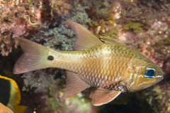 Ostorhinchus norfolcensis