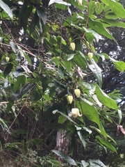 Clematis henryi