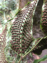 Cyrtomium caryotideum