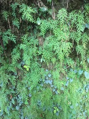 Selaginella labordei