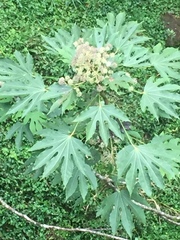 Fatsia polycarpa
