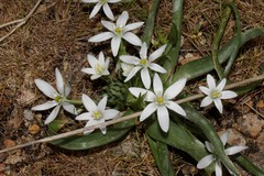 Ornithogalum montanum