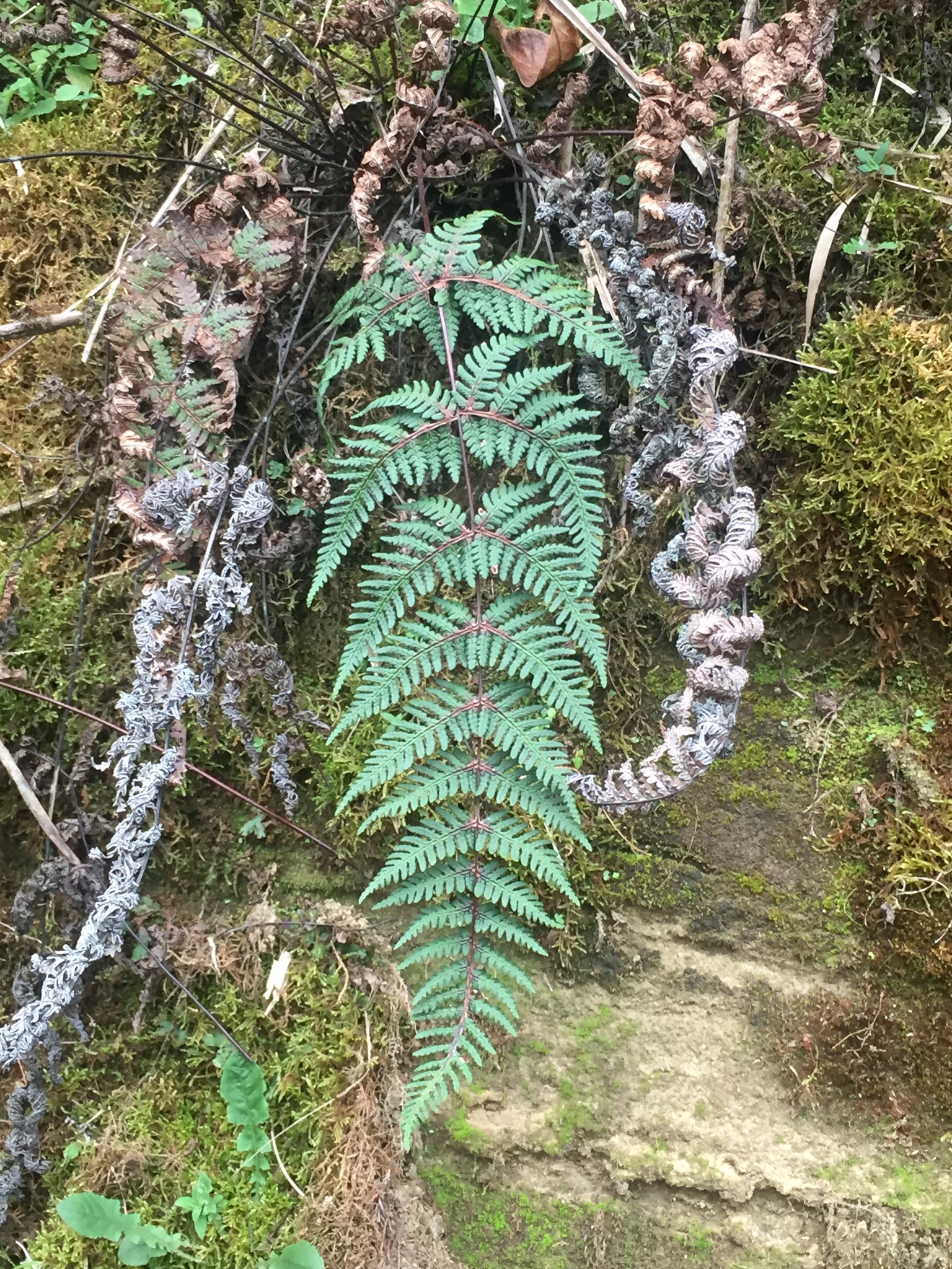 Aleuritopteris