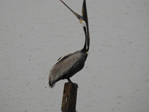 Brown Pelican photographed in Louisiana