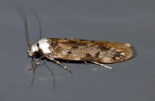 White-shouldered House Moth