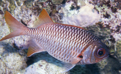 Myripristis violacea