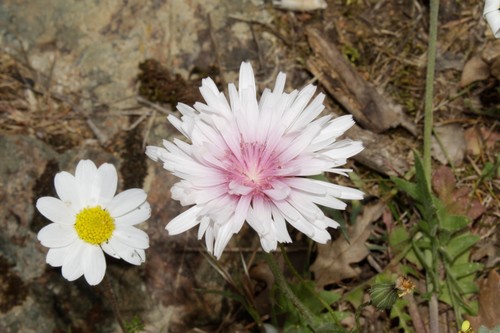 Crepis rubra iNat (2)