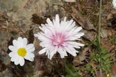 Crepis rubra
