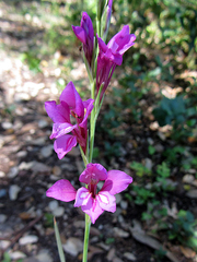 Gladiolus
